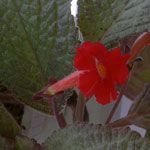 Upright African Violet